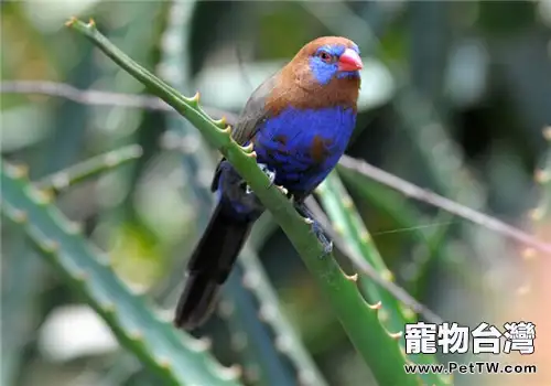 紫藍飾雀的餵食要點