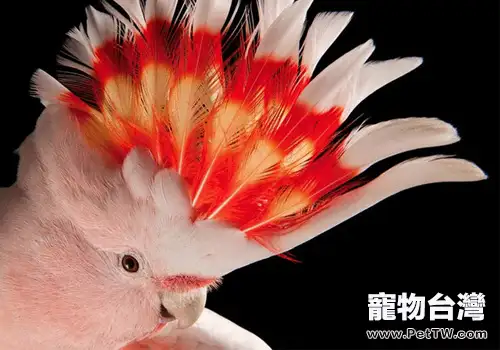 米切氏鳳頭鸚鵡品種簡介