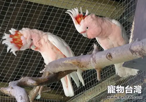 米切氏鳳頭鸚鵡形態特徵(1圖)-寵物台灣