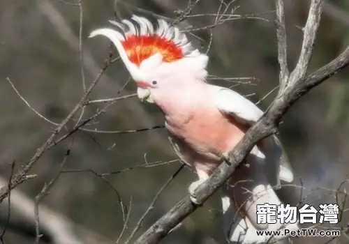 米切氏鳳頭鸚鵡的生活環境如何