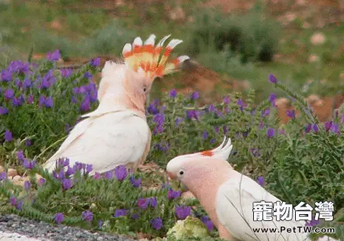 米切氏鳳頭鸚鵡的養護知識