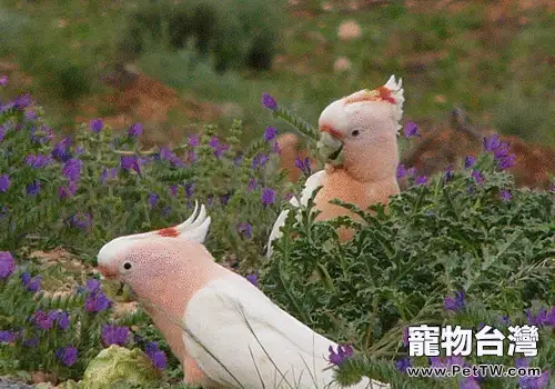 米切氏鳳頭鸚鵡的餵食要點