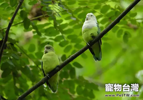 馬達加斯加愛情鳥形態特徵