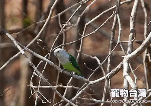 馬達加斯加愛情鳥的生活環境如何