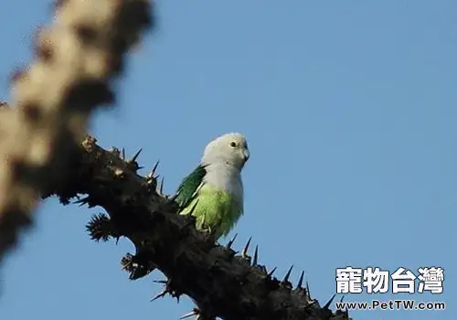 馬達加斯加愛情鳥的養護要點