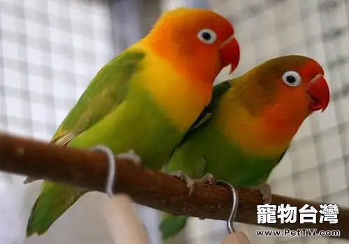 面罩情侶鸚鵡的養護要點（1圖）-寵物台灣