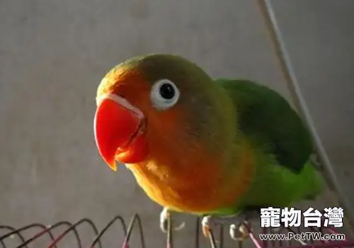 面罩情侶鸚鵡的生活環境如何(1圖)-寵物台灣