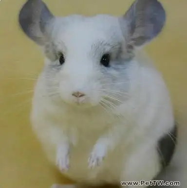 新手餵養龍貓禁忌的食物（1圖）-寵物台灣