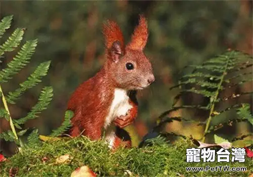 歐洲紅松鼠的飼養知識