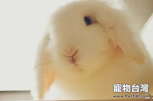 如何幫兔子洗澡(1圖)-寵物台灣