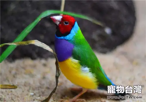 七彩文鳥的形態特徵