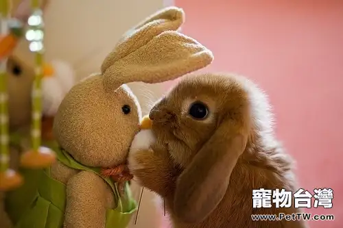 如何與兔子建立親密關係