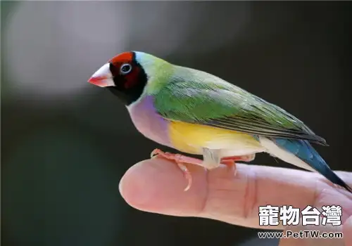 七彩文鳥的生活環境