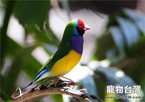 七彩文鳥的飼養知識