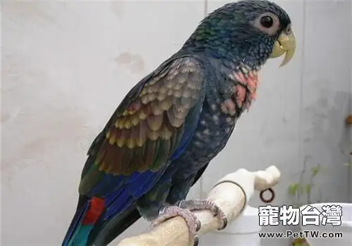 青銅翅鸚鵡的品種簡介