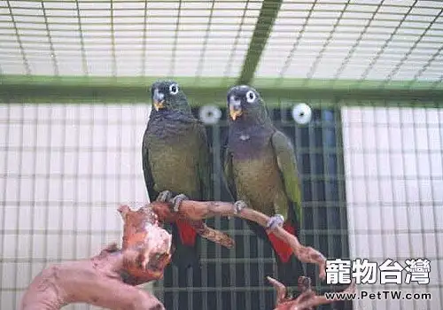 青銅翅鸚鵡的形態特徵(1圖)-寵物台灣