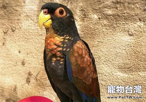 青銅翅鸚鵡的生活環境