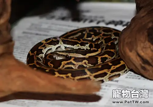 緬甸蟒的生活環境如何(1圖)-寵物台灣