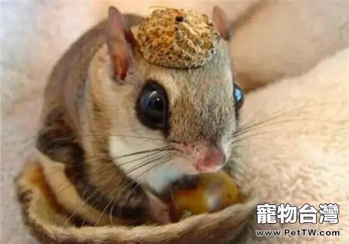 日本小鼯鼠的形態特徵
