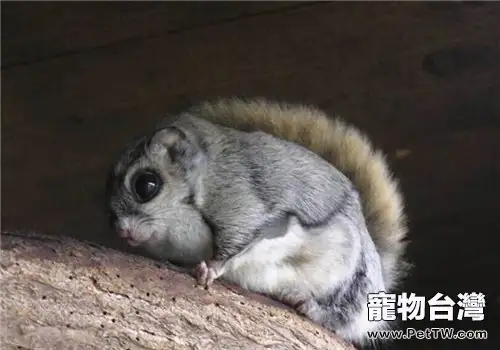 日本小鼯鼠的生活環境