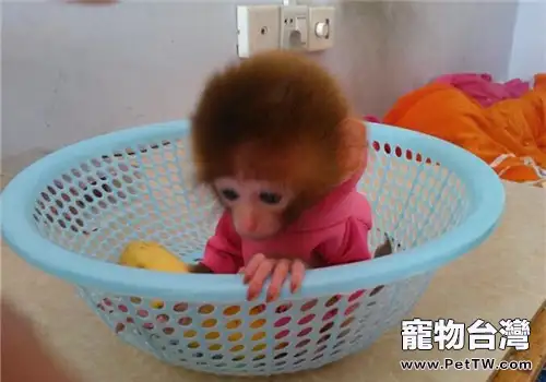 日本袖珍石猴的品種簡介