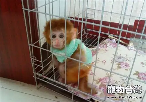 日本袖珍石猴的形態特徵
