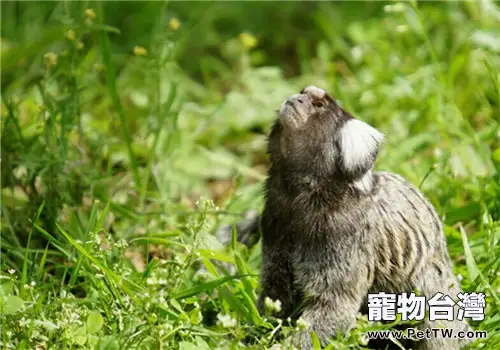 絨猴(拇指猴)的品種簡介(1圖)-寵物台灣