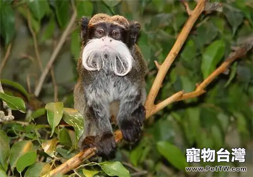 絨猴(拇指猴)的飼養知識