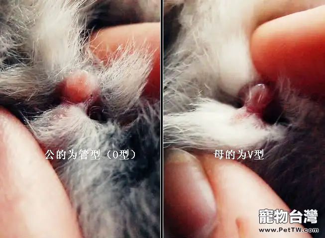 如何分辨兔子的公母?(1圖)-寵物台灣