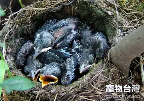 九官鳥(鷯哥)的品種簡介(1圖)-寵物台灣