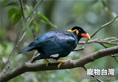 九官鳥(鷯哥)的形態特徵(1圖)-寵物台灣