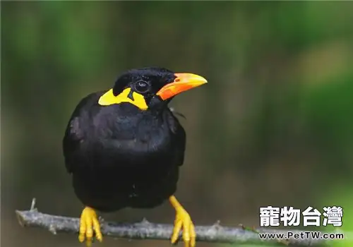 九官鳥(鷯哥)的生活環境(1圖)-寵物台灣