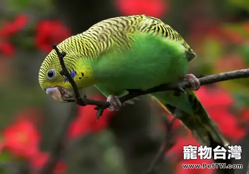 虎皮鸚鵡品種簡介(1圖)-寵物台灣