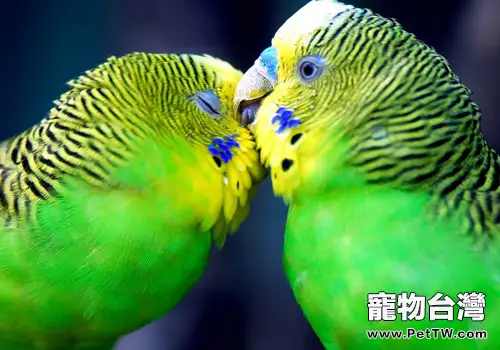 虎皮鸚鵡的生活環境如何(1圖)-寵物台灣