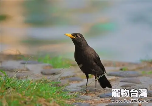 九官鳥(鷯哥)的飼養知識(1圖)-寵物台灣