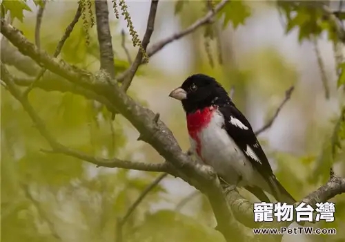 蠟嘴雀的品種簡介