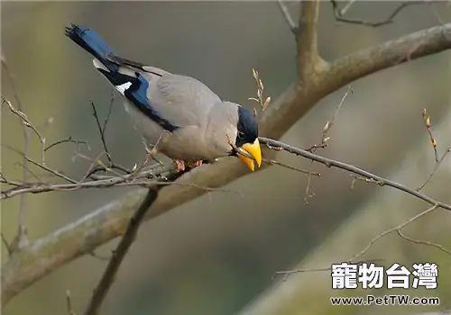 蠟嘴雀的形態特徵(1圖)-寵物台灣