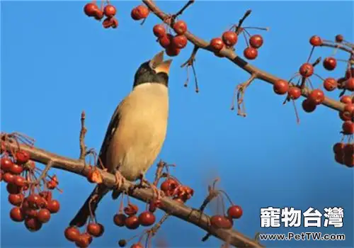 蠟嘴雀的飼養知識