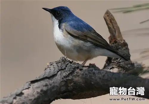 藍歌鴝的品種簡介(1圖)-寵物台灣