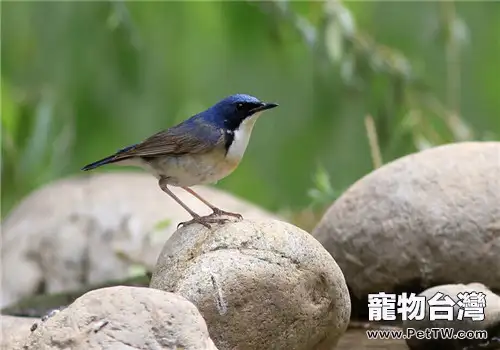 藍歌鴝的形態特徵