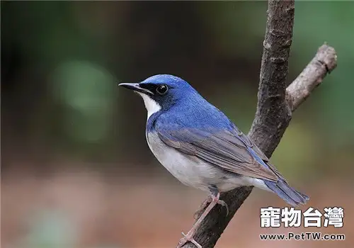 藍歌鴝的生活環境(1圖)-寵物台灣