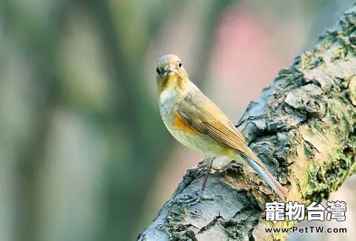 如何飼養和選購黃腹山雀