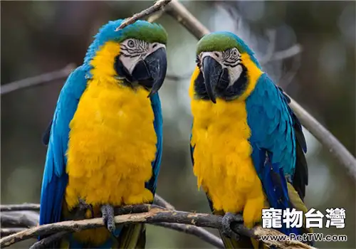 藍黃金剛鸚鵡的品種簡介