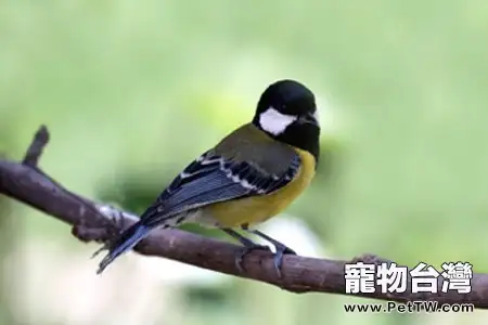 鳥呼吸器官疾病怎樣治療