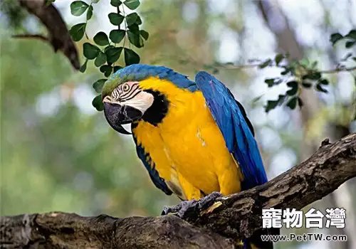 藍黃金剛鸚鵡的生活環境