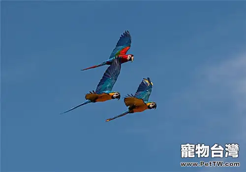 藍黃金剛鸚鵡的餵食要點