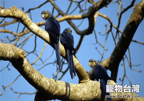紫藍金剛鸚鵡的品種簡介