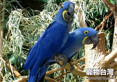 紫藍金剛鸚鵡的生活環境(1圖)-寵物台灣