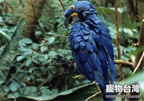 紫藍金剛鸚鵡的餵食要點