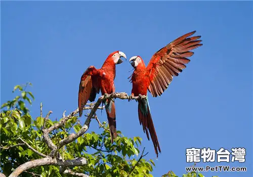 綠翅金剛鸚鵡的品種簡介(1圖)-寵物台灣